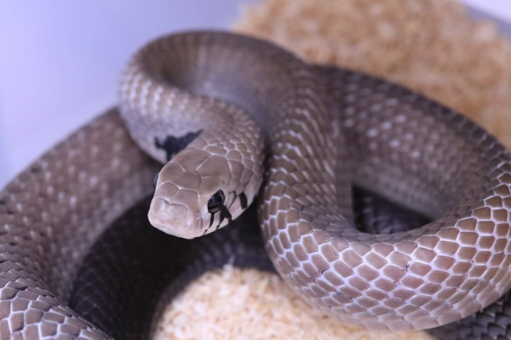 Drymarchon melanurus