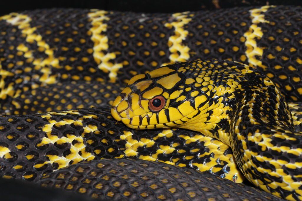 Elaphe carinata