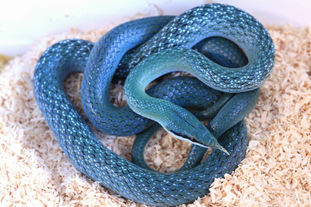 Gonyosoma boulengeri