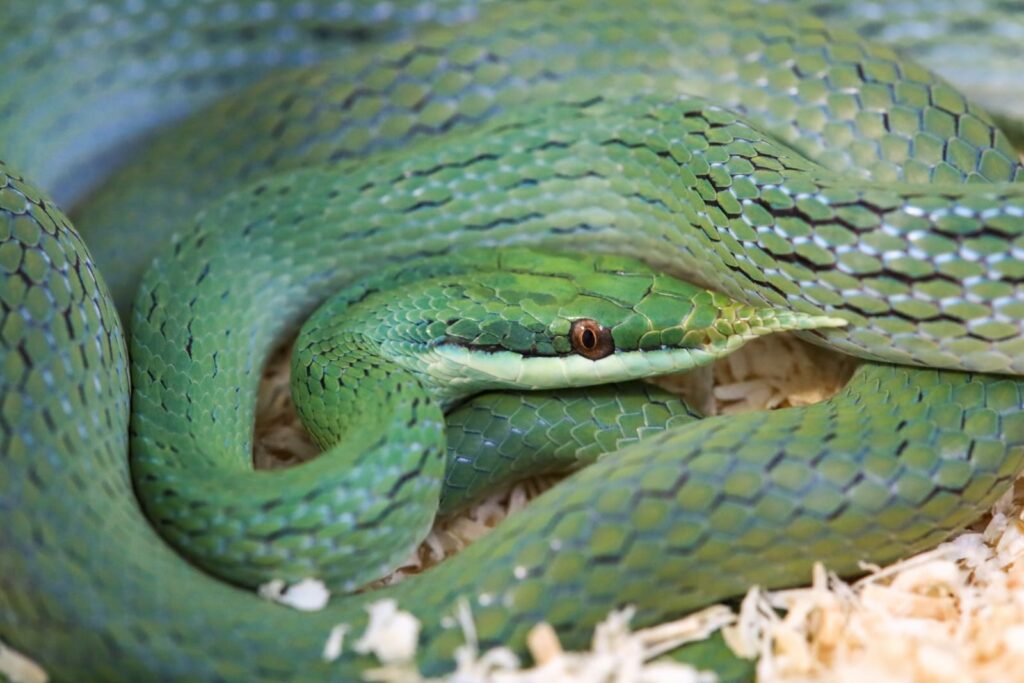 Gonyosoma hainanensis