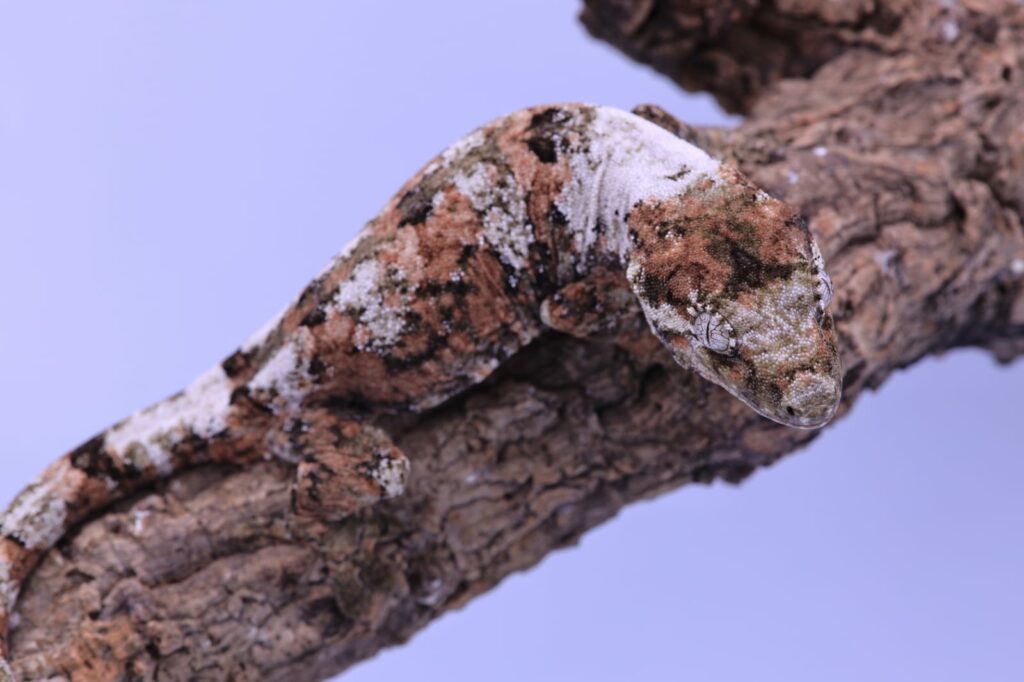 Mniarogekko chahoua