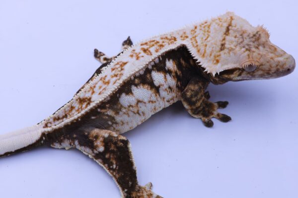 Magnum ♀ - Image 2