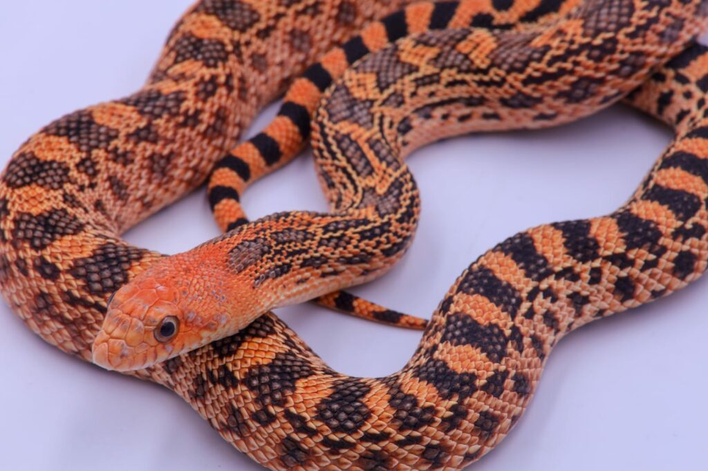 Pituophis catenifer sayi