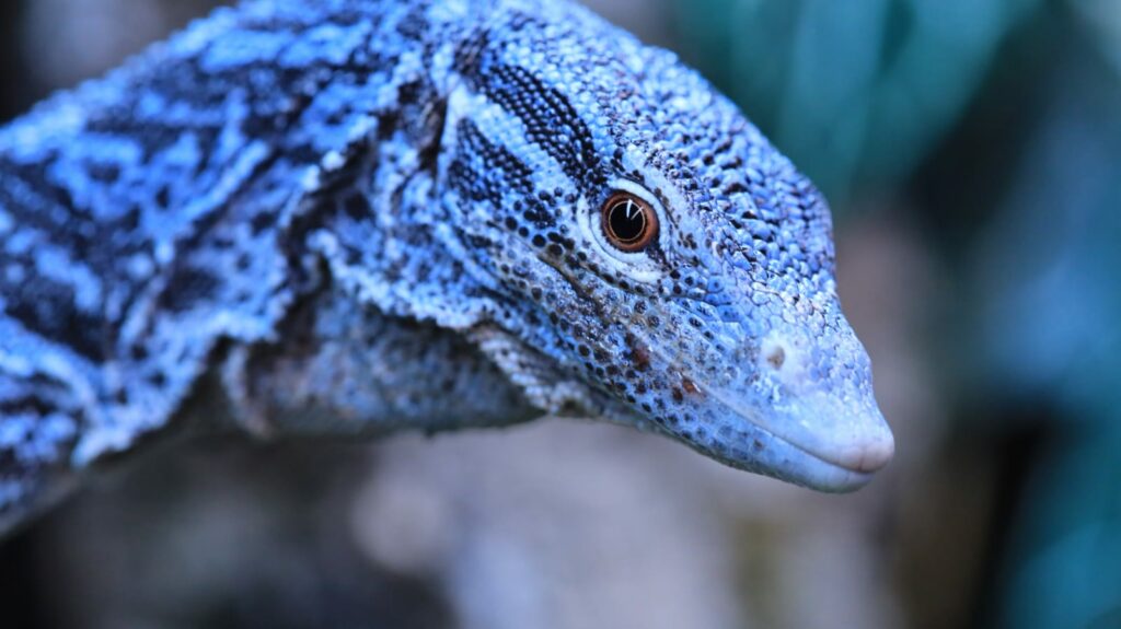 Varanus macraei