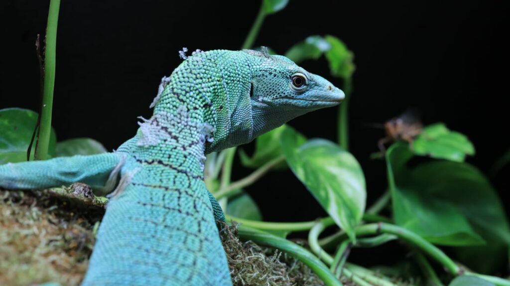 Varanus prasinus