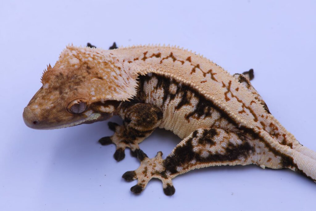 Correlophus ciliatus