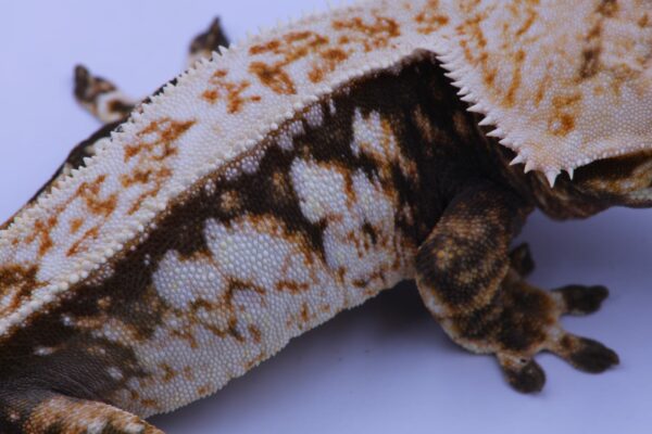 Magnum ♀ - Image 3
