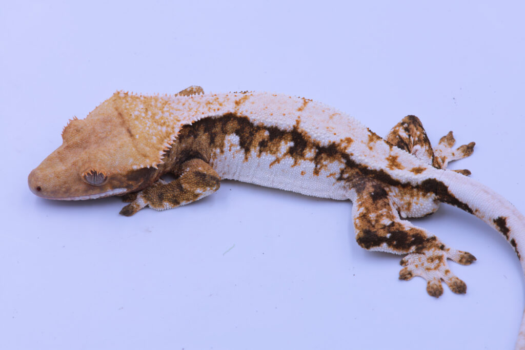 Solero ♂