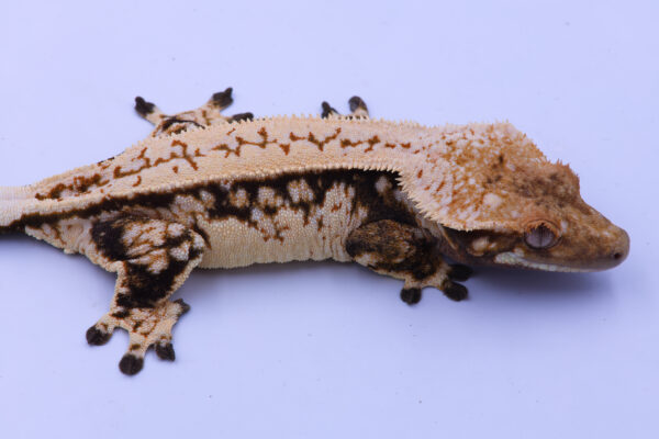 S'more ♀ - Image 2