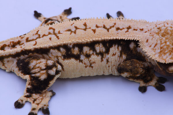 S'more ♀ - Image 4