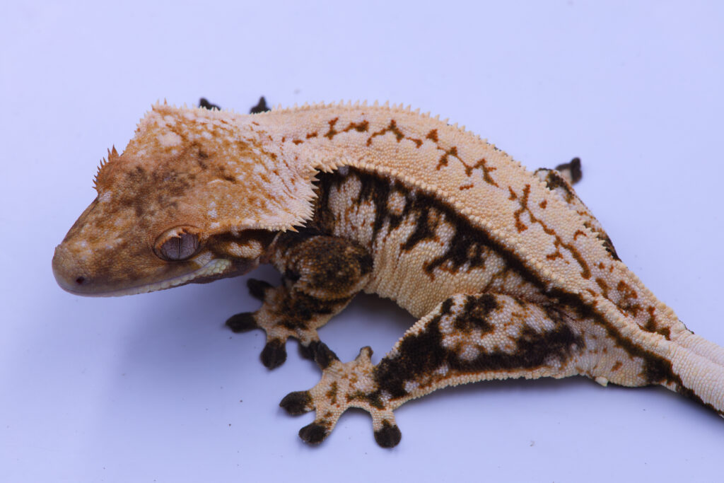 S'more ♀