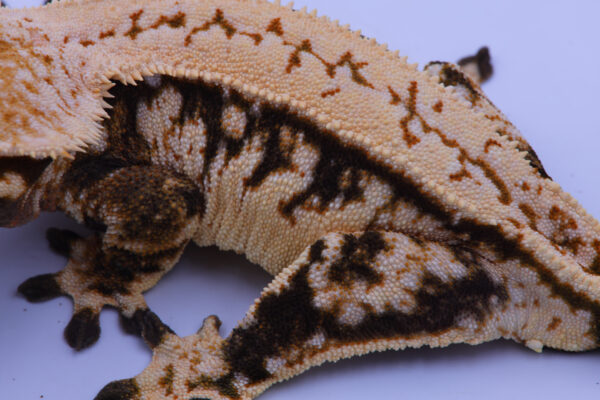 S'more ♀ - Image 3