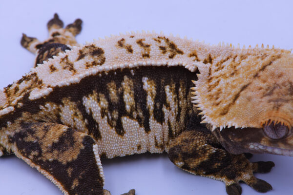 Dalia ♀ - Image 2