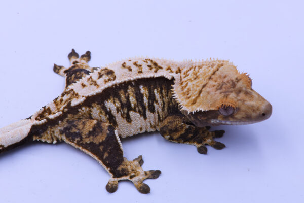 Dalia ♀ - Image 4