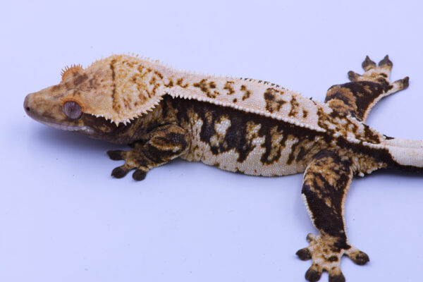 Dalia ♀