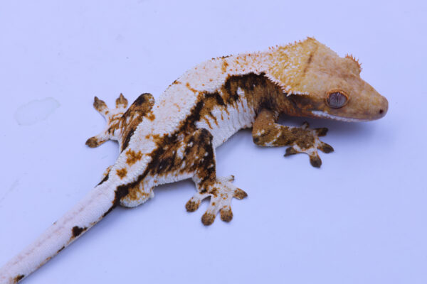 Solero ♂ - Image 3