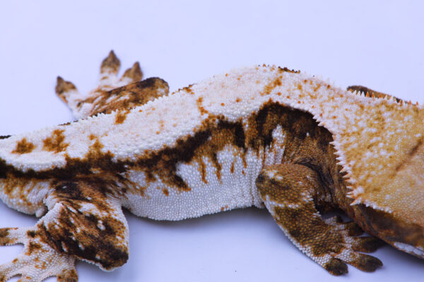 Solero ♂ - Image 2