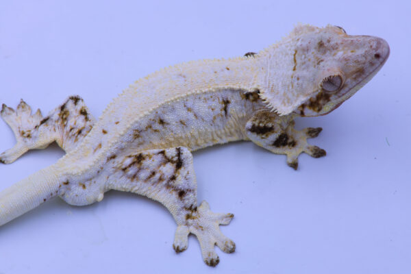 Piperito ♂ - Image 2