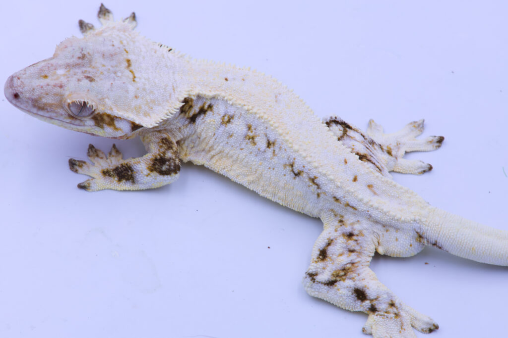 Piperito ♂