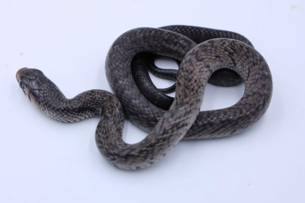 Drymarchon melanurus rubidus Veracruz ♀ - Image 2
