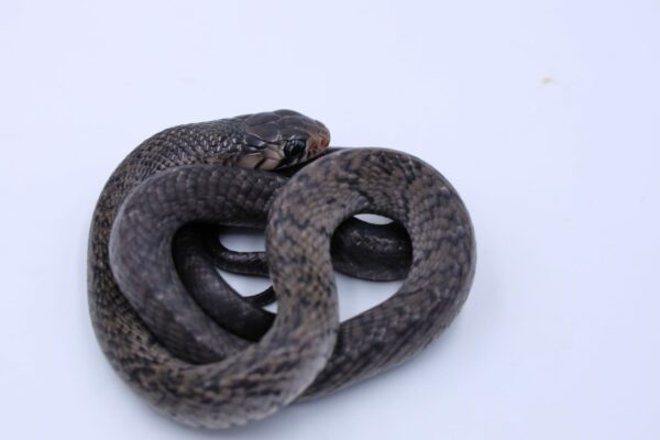 Drymarchon melanurus rubidus Veracruz ♀ - Image 3