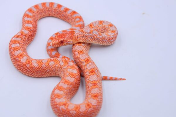 Red Albino Snowflake ♀ 03 - Image 3