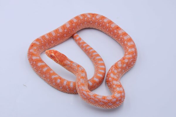Red Albino Snowflake ♀ 17 - Image 2