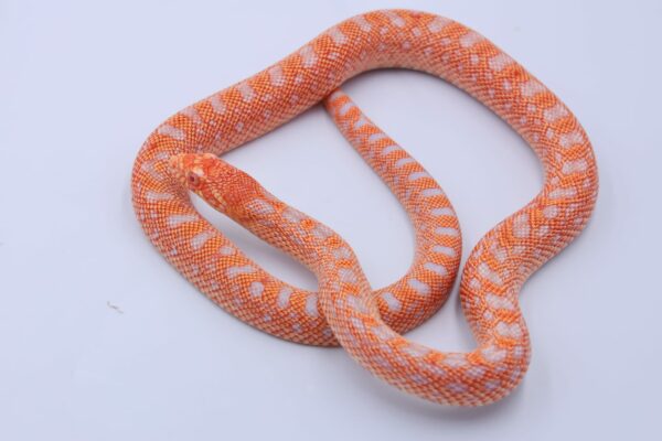 Red Albino Snowflake ♀ 17 - Image 3