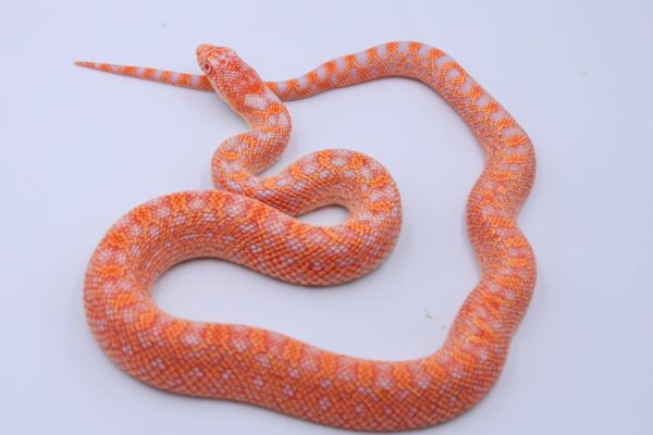Red Albino Snowflake ♂ 16 - Image 2