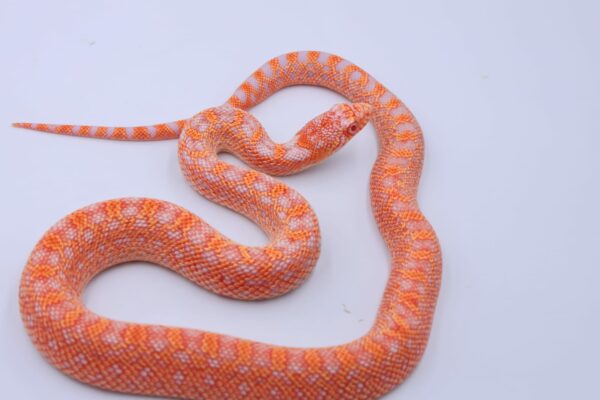 Red Albino Snowflake ♂ 16 - Image 3