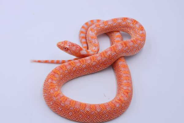 Red Albino Snowflake ♂ 16