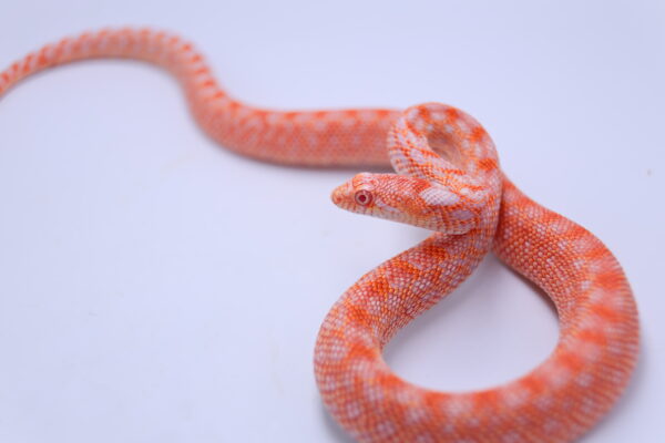 Red Albino Snowflake ♂ 16
