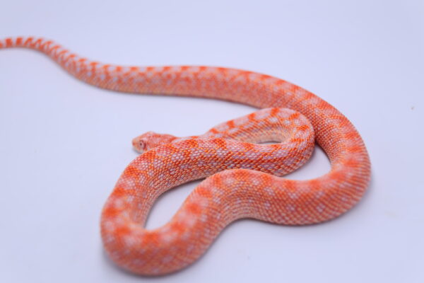 Red Albino Snowflake ♂ 16 - Image 2