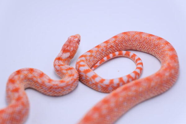 Red Albino Snowflake ♂ 16 - Image 3