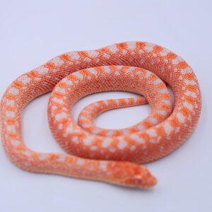 Red Albino Snowflake ♀12
