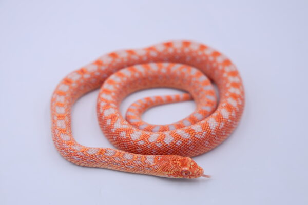 Red Albino Snowflake ♀12 - Image 2