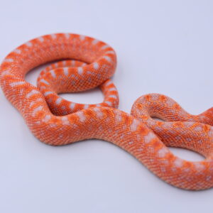 Red Albino Snowflake ♀ 09
