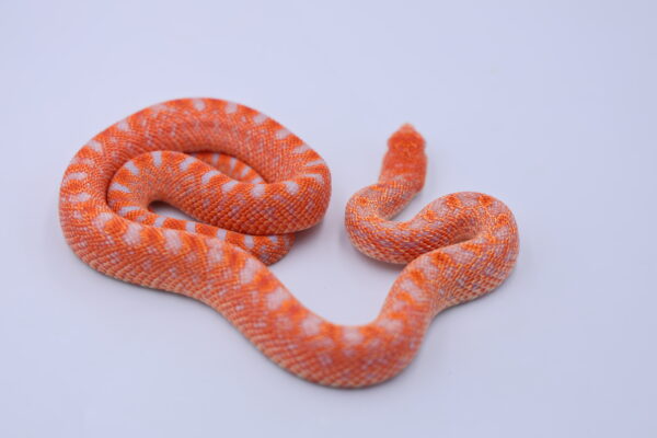 Red Albino Snowflake ♀ 09 - Image 2