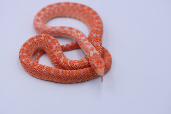 Red Albino Snowflake ♂ 07 - Image 2