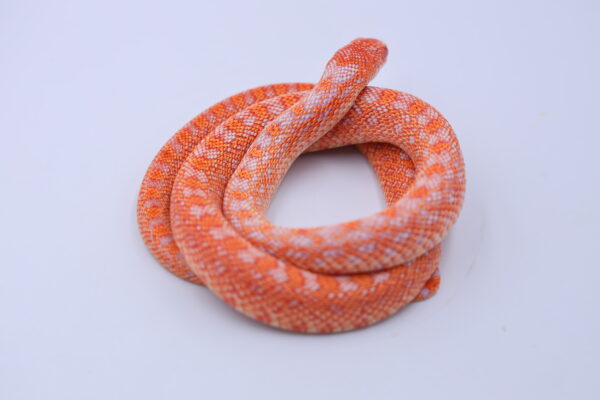Red Albino Snowflake ♂ 07 - Image 3
