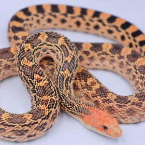 Hannum Red Hypo PAIR