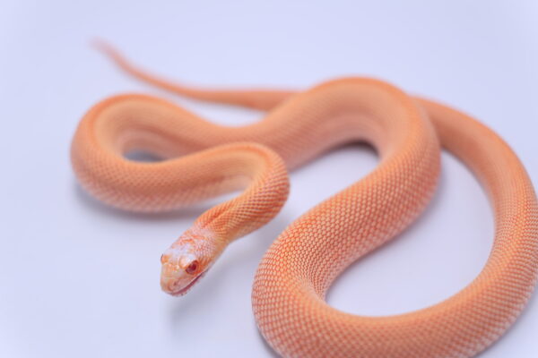 Red Albino Patternless ♂