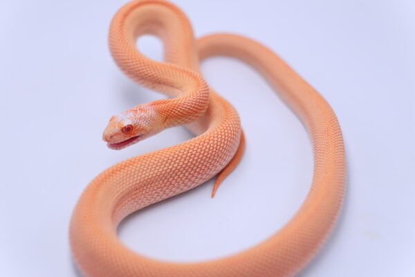 Red Albino Patternless ♂ - Image 2