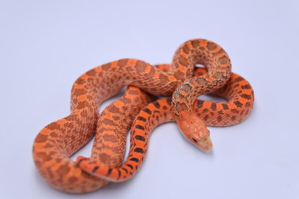 Red Hypo Kingsville ♀ - Image 3