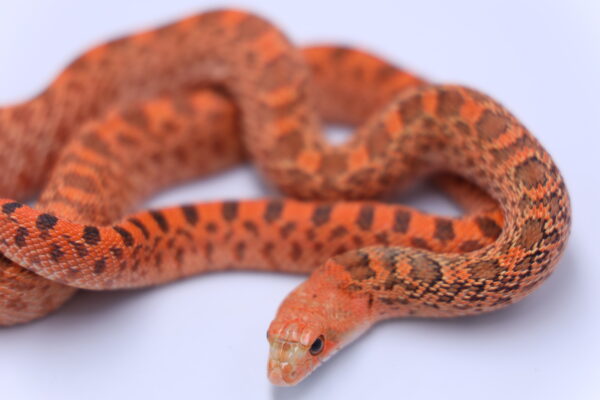 Red Hypo Kingsville ♀