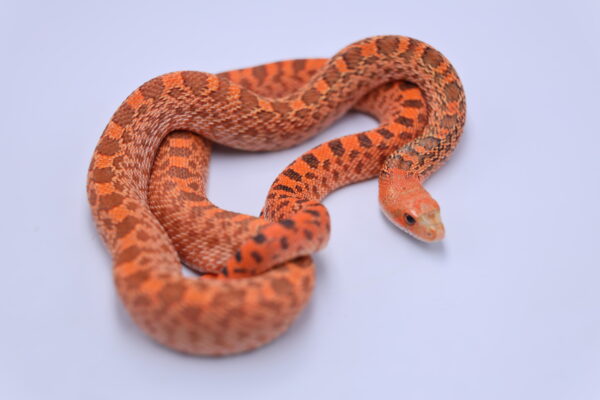 Red Hypo Kingsville ♀ - Image 2