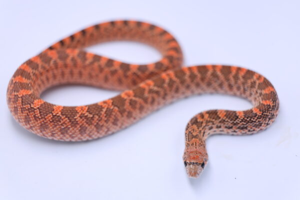 Red Kingsville Het Hypo ♂