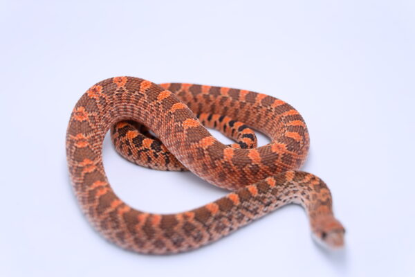Red Kingsville Het Hypo ♂ - Image 2