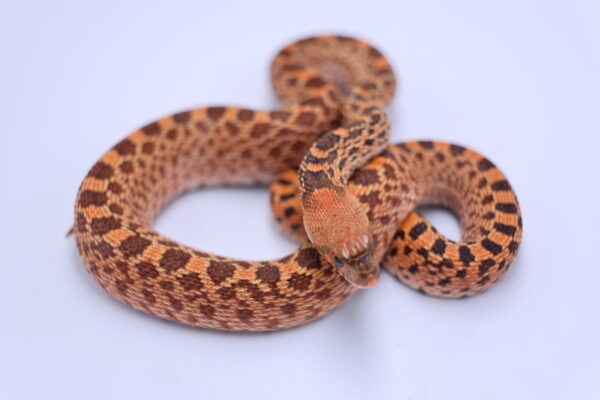 Red Kingsville ♂ M4