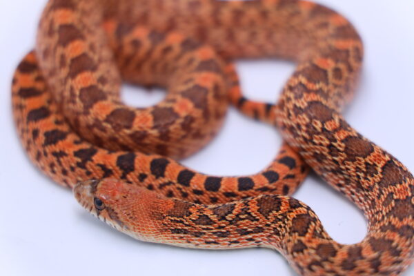 Red Kingsville ♂ M4HR